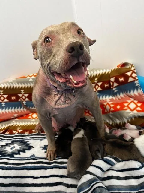 An adult large-sized female Mixed Breed dog named Peach for adoption in Barron, WI