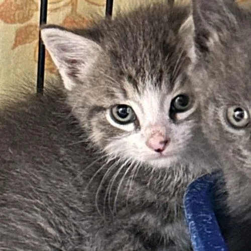 A baby small-sized male Domestic Short Hair cat named Mew for adoption in Burlington, IA