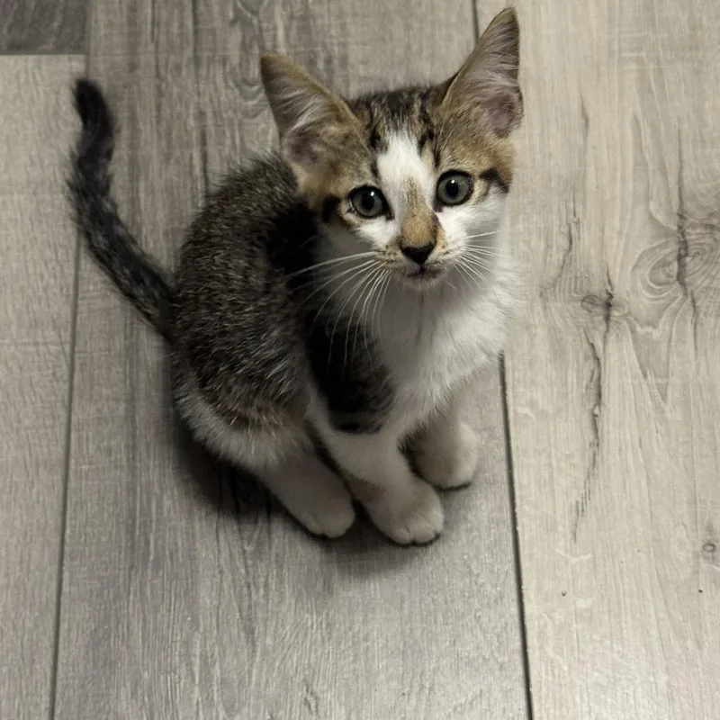 A baby medium-sized female Tabby (Brown / Chocolate) Domestic Short Hair cat named Jelly Bean for adoption in Lauderhill, FL