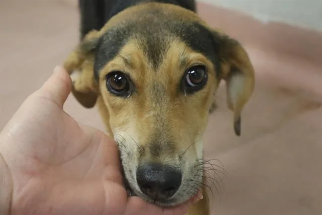 A young medium-sized female Mixed Breed dog named Jolene for adoption in Columbia, SC