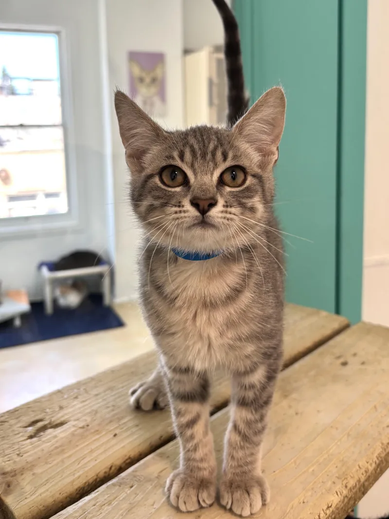 A baby medium-sized male Tabby (Gray / Blue / Silver) Domestic Short Hair cat named Acorn for adoption in Chicago, IL