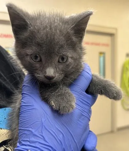 A baby small-sized male Domestic Short Hair cat named San Francisco for adoption in Fishers, IN