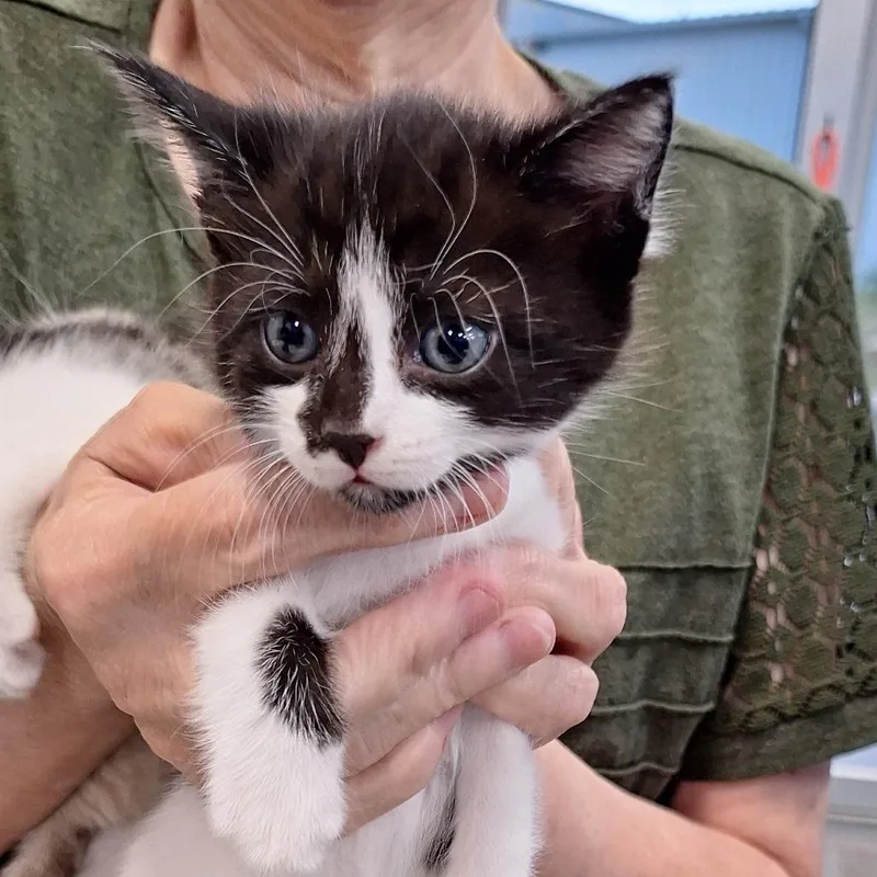 A baby small-sized female Black Domestic Short Hair cat named Rapunzel for adoption in Montgomery, AL