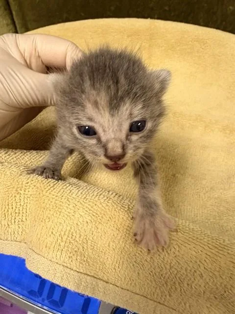 A baby small-sized female Domestic Short Hair cat named Willow for adoption in Riverside, CA