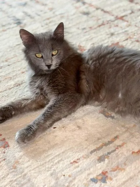 A young medium-sized male Domestic Long Hair cat named Wonton for adoption in Lancaster, PA
