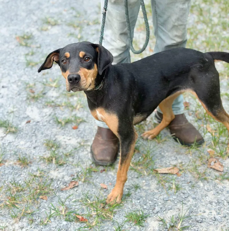 An adult medium-sized female Hound dog named Maggy May for adoption in Elizabethtown, NC