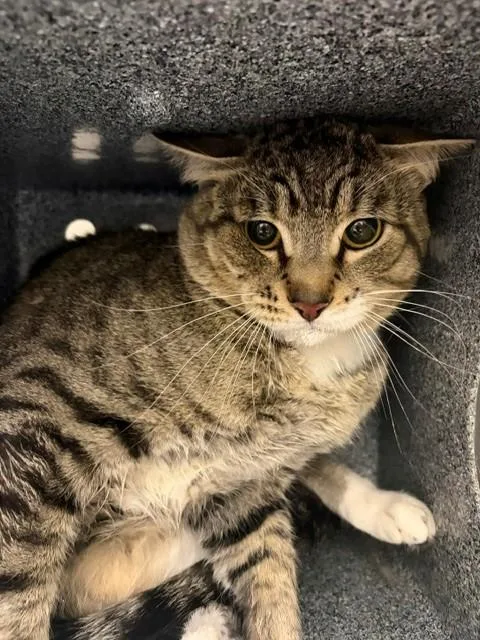 A young medium-sized male Domestic Short Hair cat named Tom for adoption in Naples, FL