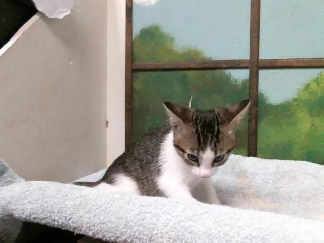A baby small-sized male Domestic Short Hair cat named Taz for adoption in Houston, TX