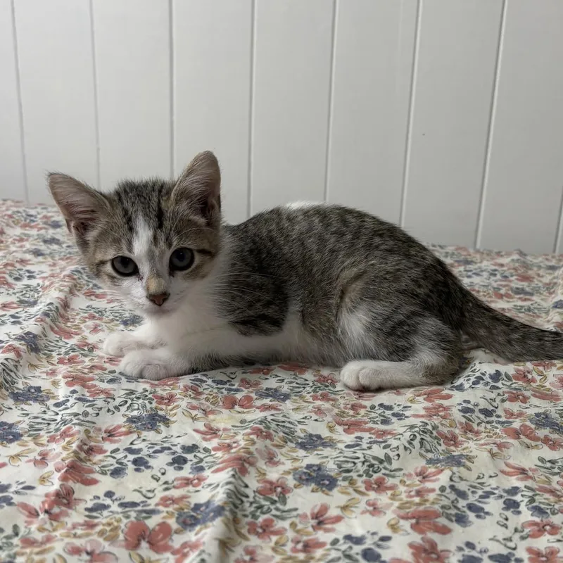 A baby small-sized female Brown / Chocolate Domestic Short Hair cat named Holly for adoption in Carmel, IN