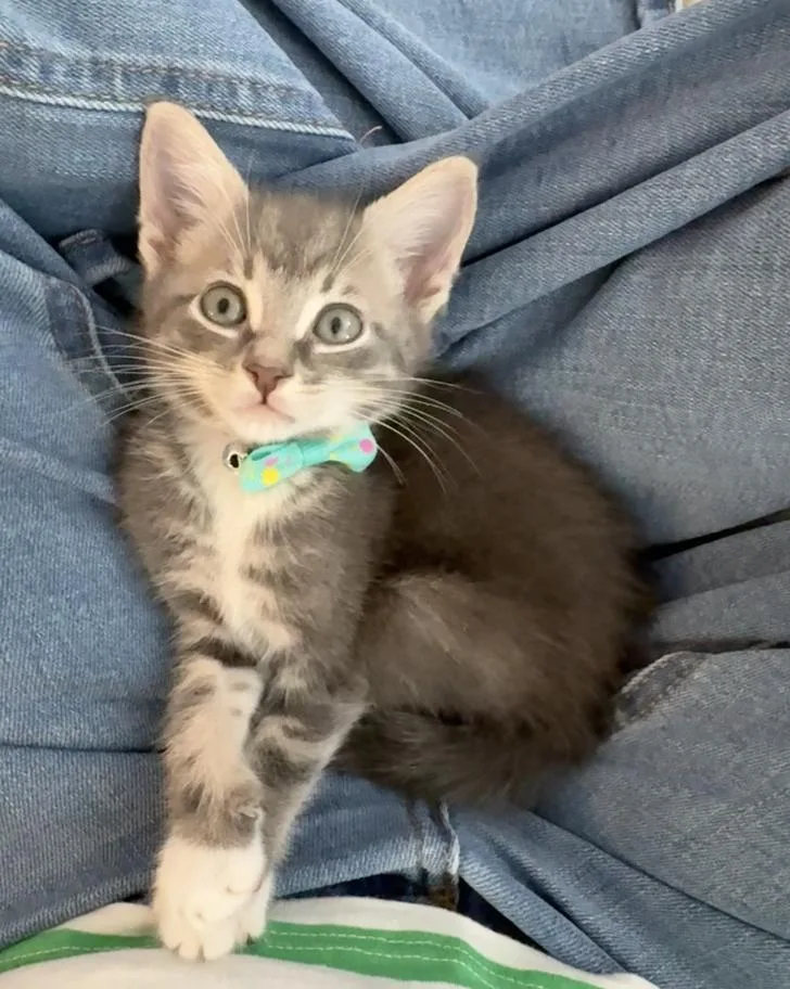 A baby medium-sized female Domestic Short Hair cat named Sugar for adoption in Orlando, FL