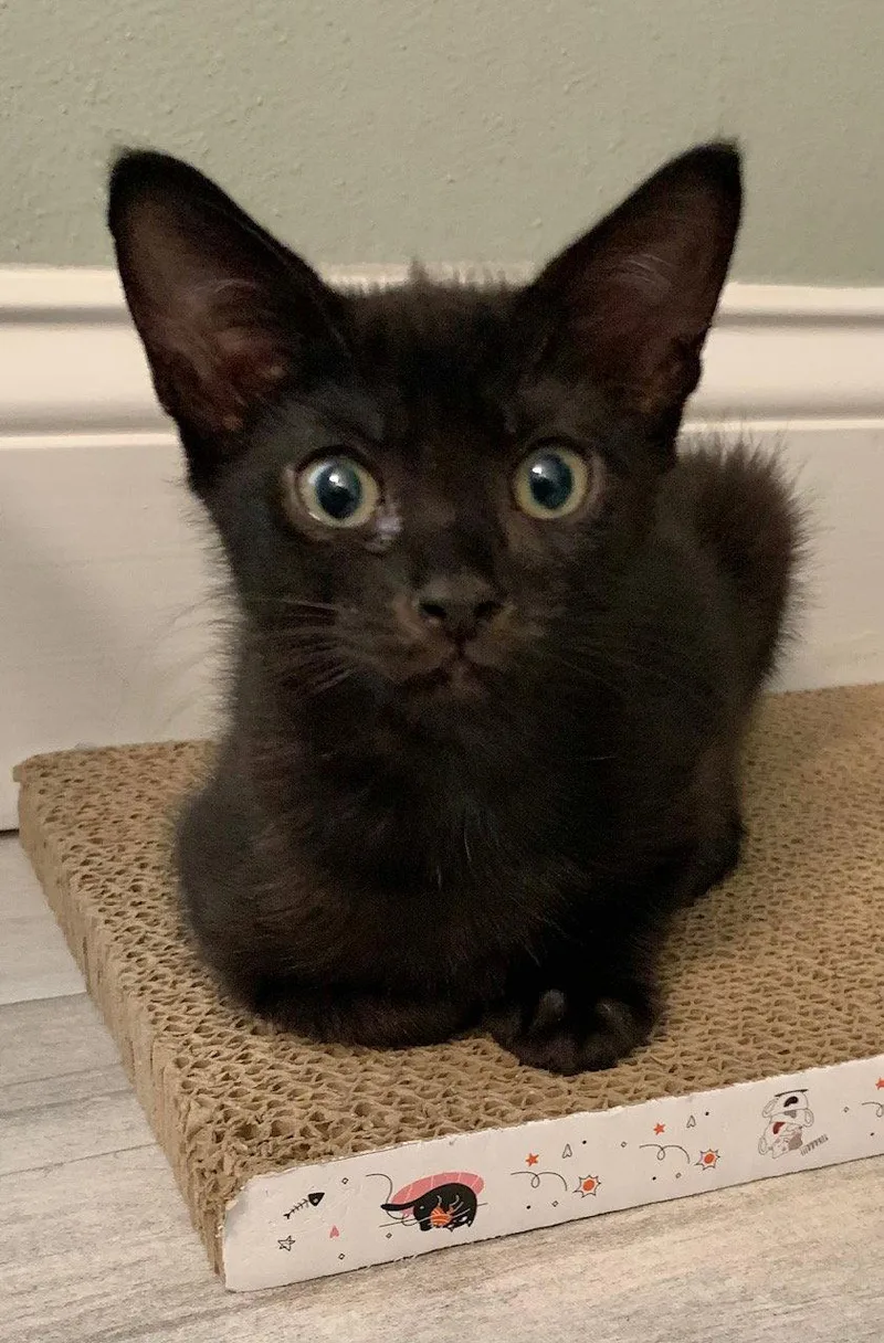 A baby medium-sized female Black Domestic Short Hair cat named Shelia for adoption in Wesley Chapel, FL