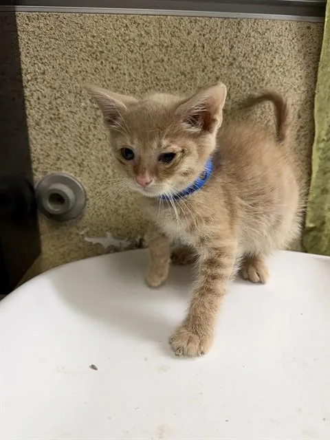 A baby small-sized male Domestic Short Hair cat named Aries for adoption in Riverside, CA