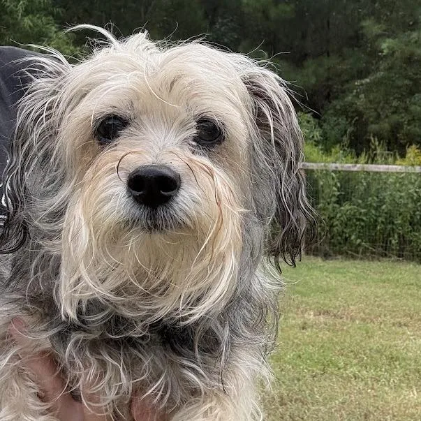A senior small-sized female Yorkshire Terrier dog named Midge for adoption in North Charleston, SC