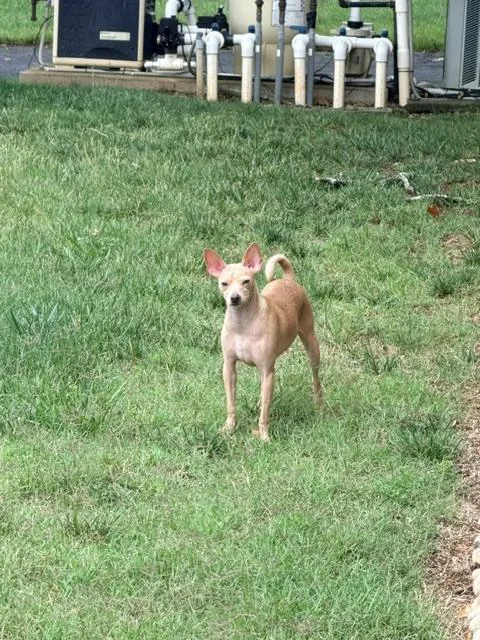 Bambi thumbnail 2