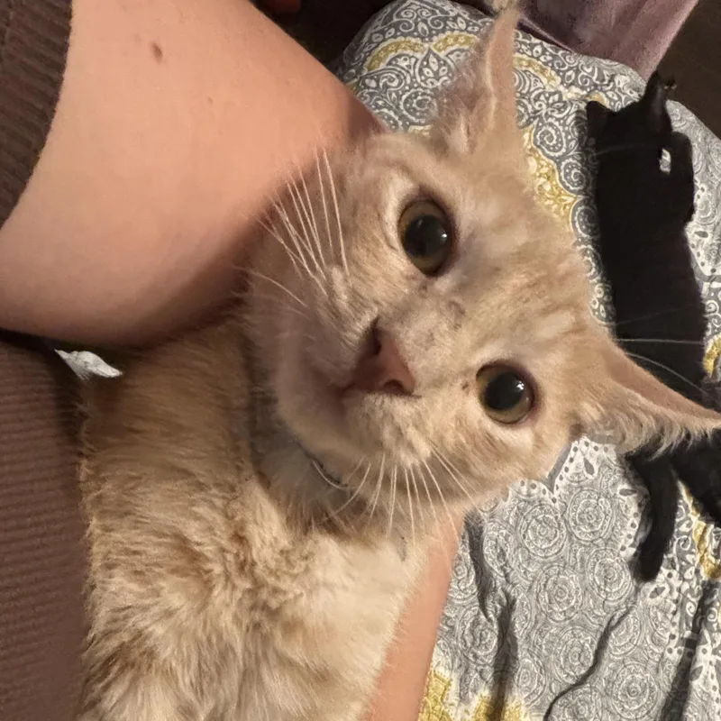 A baby small-sized male Tabby (Orange / Red) Domestic Short Hair cat named Garfield for adoption in Liverpool, TX