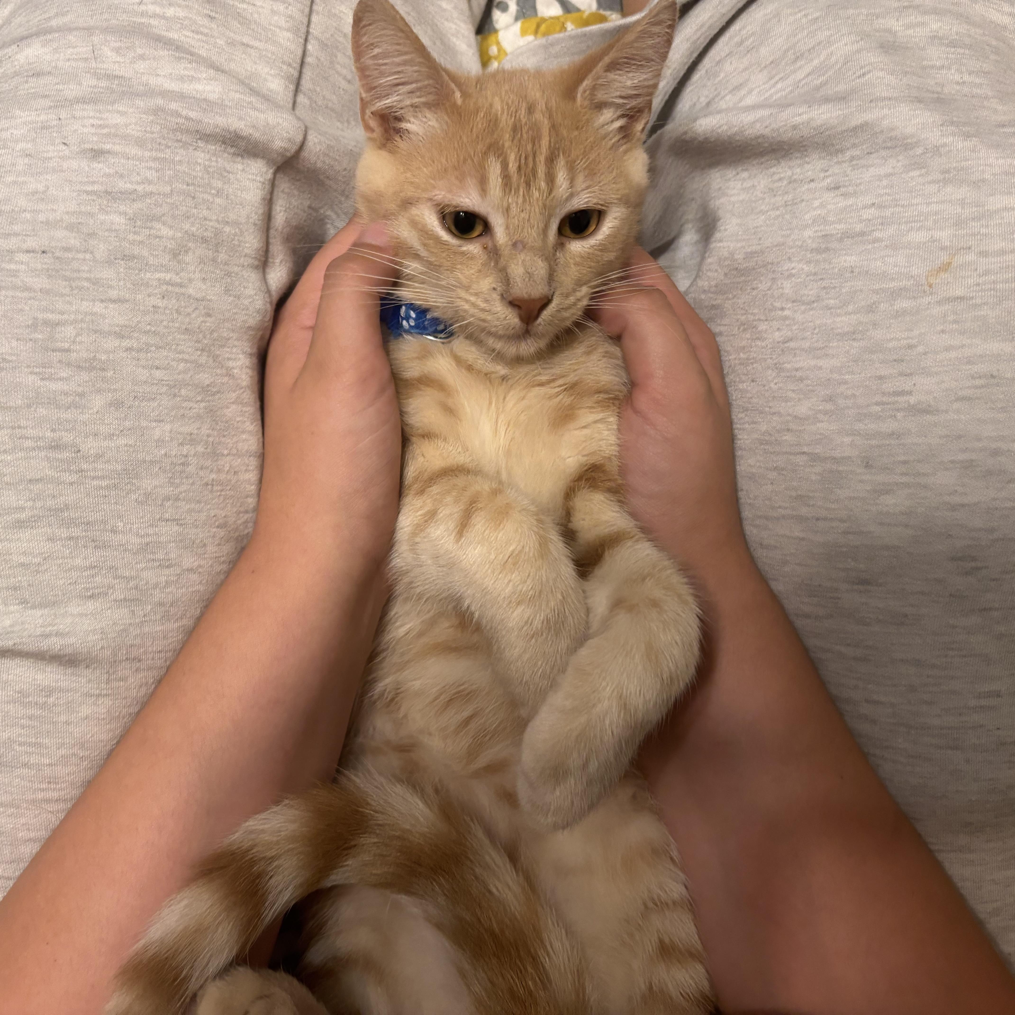 Garfield thumbnail 2