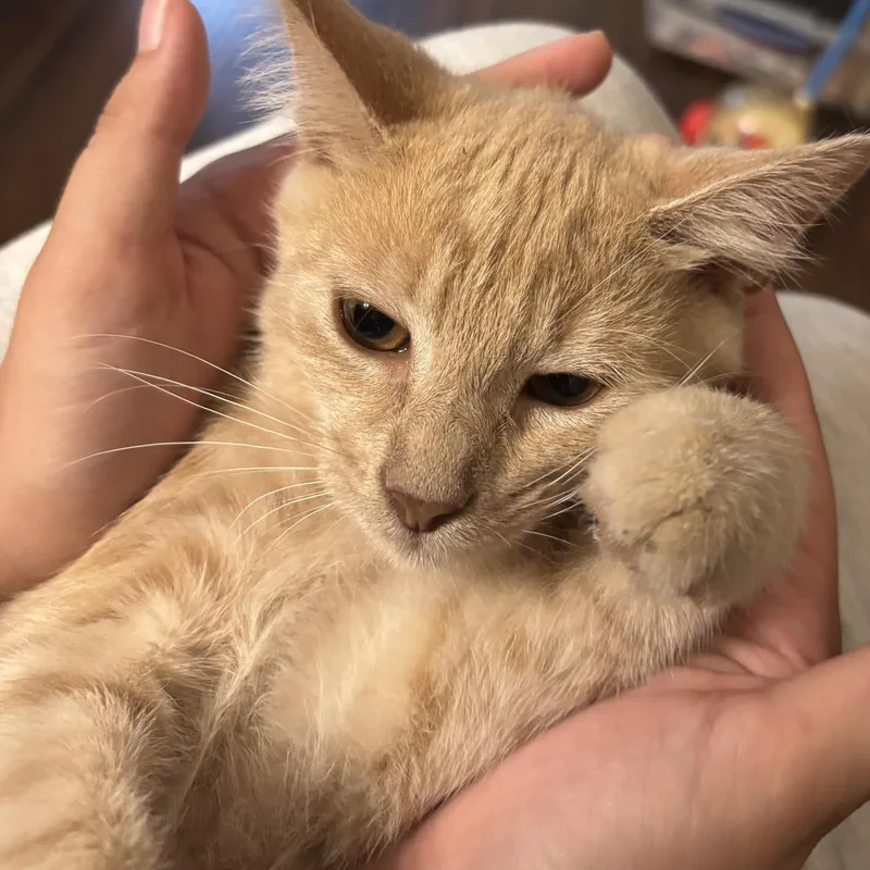 Garfield thumbnail 4