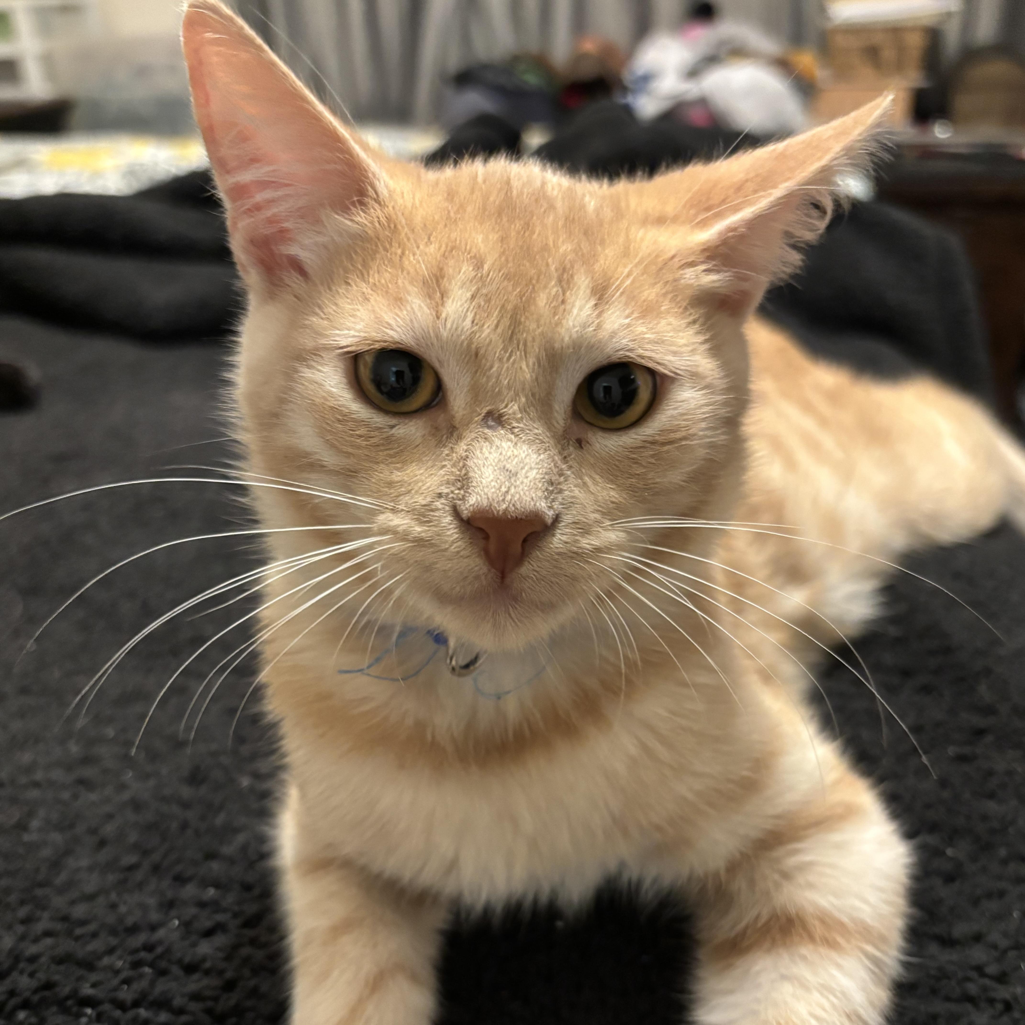 Garfield thumbnail 5