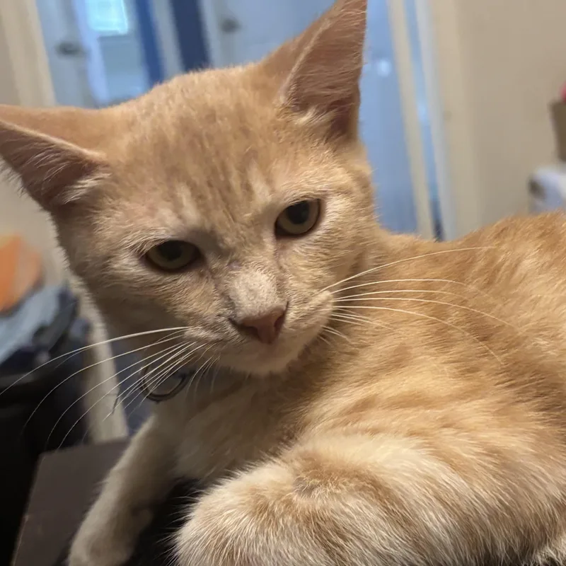 Garfield thumbnail 6