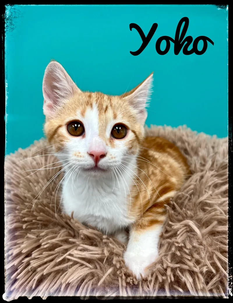 A baby small-sized female Domestic Short Hair cat named Yoko for adoption in El Cajon, CA
