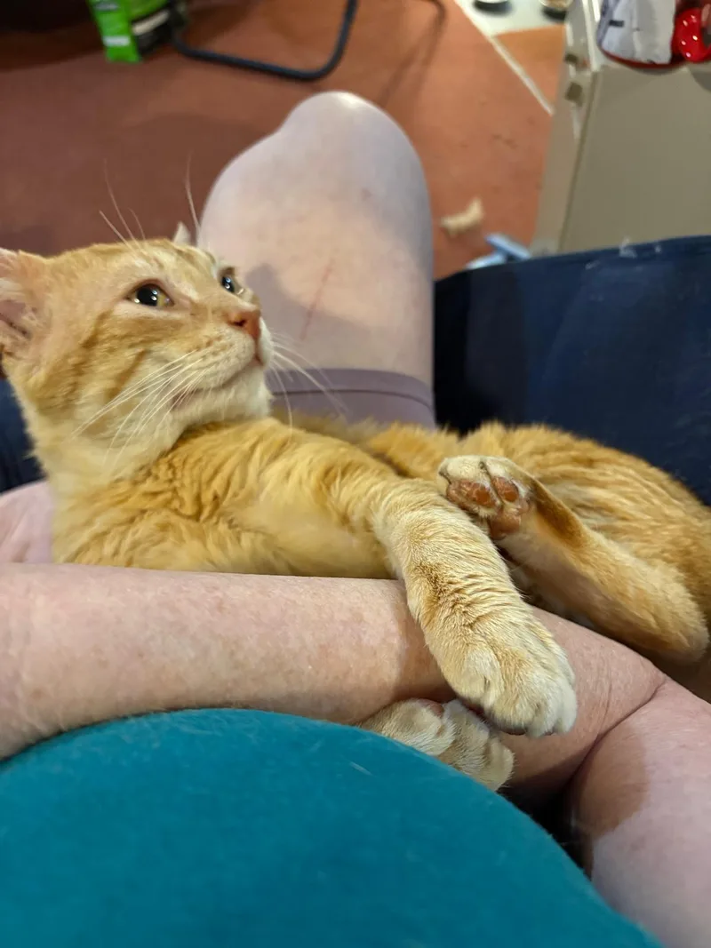 An adult medium-sized male Orange / Red Domestic Short Hair cat named Mr Butters for adoption in Rochester, NY