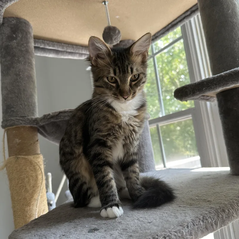 A baby medium-sized male Tabby (Brown / Chocolate) Tabby cat named Dexter for adoption in Lawrenceville, GA