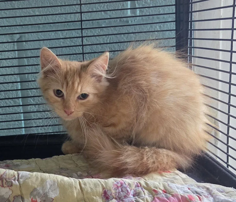 A baby medium-sized male Orange / Red Domestic Long Hair cat named Blake for adoption in Trenton, NJ