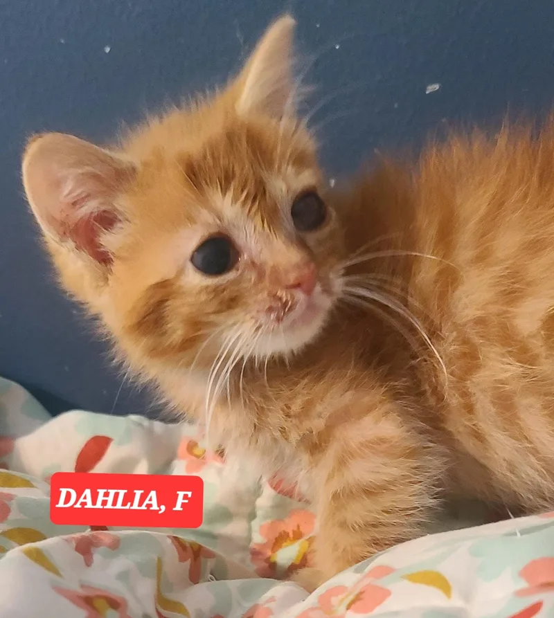 Dahlia thumbnail 6