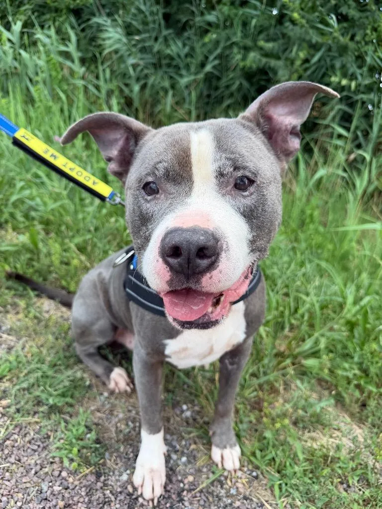 A senior large-sized male Pit Bull Terrier dog named Baloo for adoption in Centralia, IL