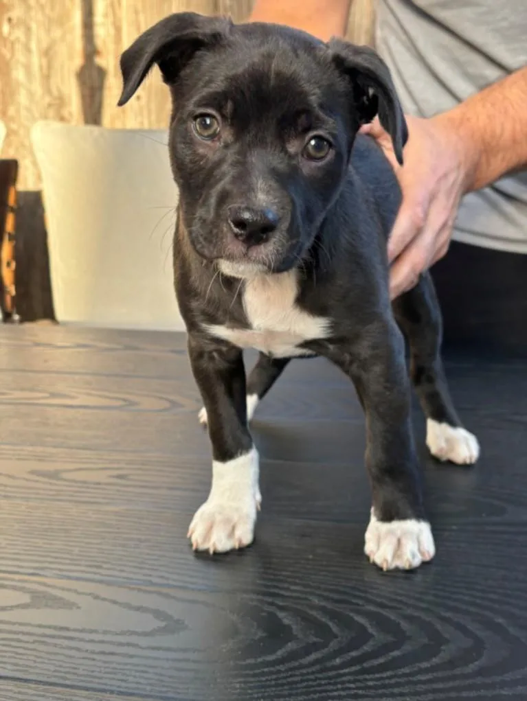 A baby small-sized female Staffordshire Bull Terrier dog named Lois for adoption in Santa Cruz, CA