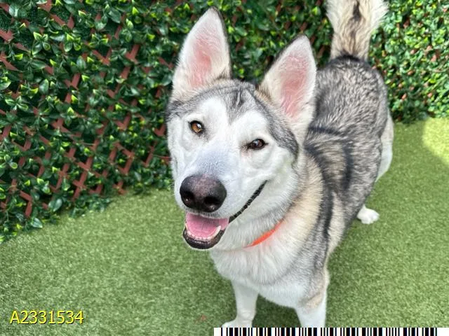 A young large-sized male Mixed Breed dog named Cobia for adoption in West Palm Beach, FL