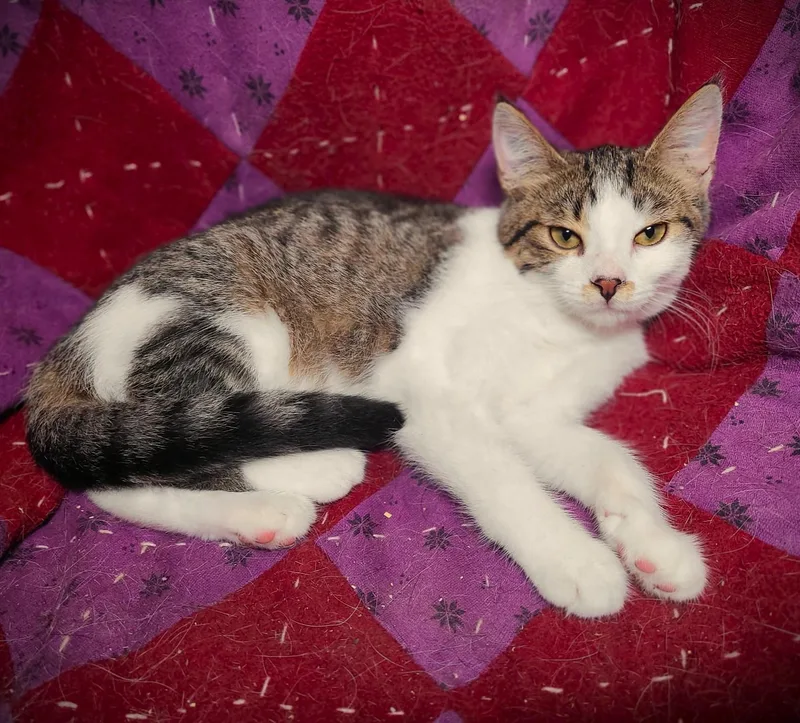 A baby small-sized female Tabby (Gray / Blue / Silver) Domestic Short Hair cat named Lily for adoption in Mankato, MN