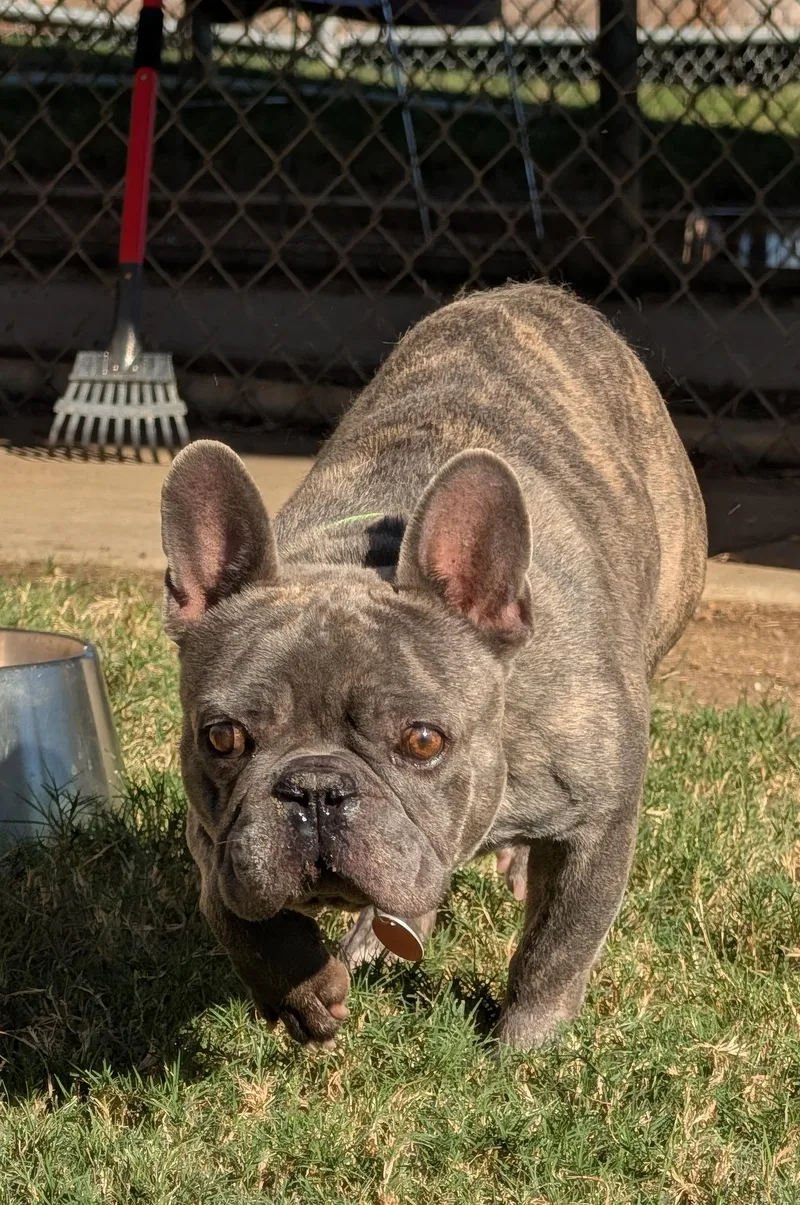 An adult medium-sized male French Bulldog dog named Pac Man A for adoption in Plano, TX