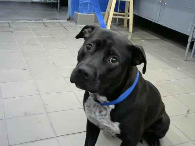 A young medium-sized female Pit Bull Terrier dog named Fenrir for adoption in Albuquerque, NM