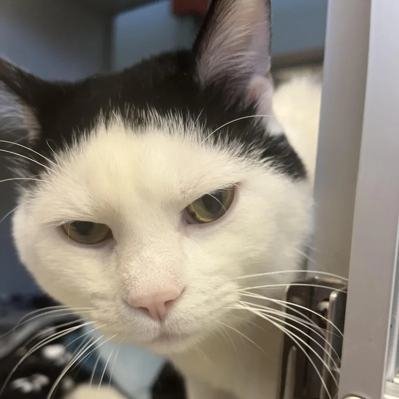 An adult large-sized male White Domestic Short Hair cat named Polar Bear for adoption in Cedar Rapids, IA