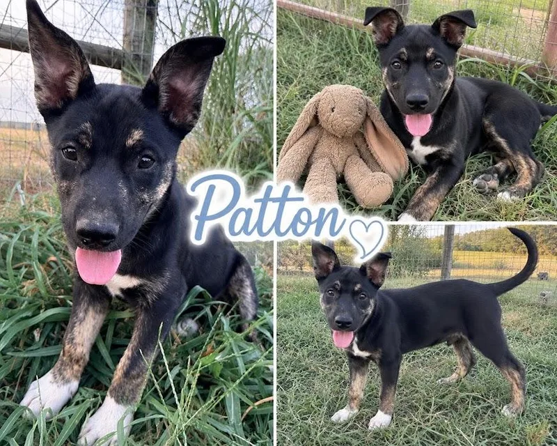 Patton