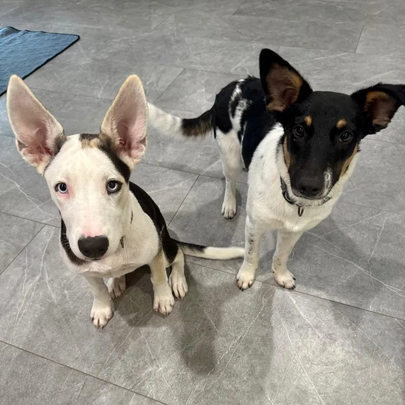 A young medium-sized female Tricolor (Brown, Black, & White) Border Collie dog named Mayfly for adoption in The Woodlands, TX