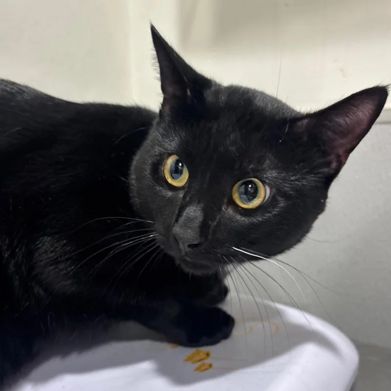 A young extra large-sized male Domestic Short Hair cat named Joey for adoption in Tampa, FL