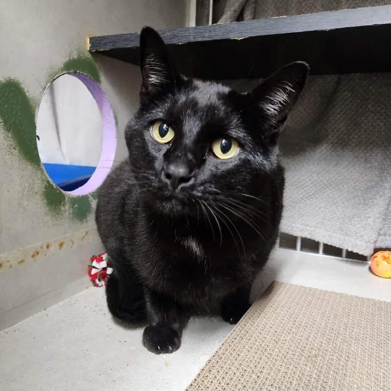 A senior large-sized male Black Domestic Short Hair cat named Boo for adoption in Colorado Springs, CO