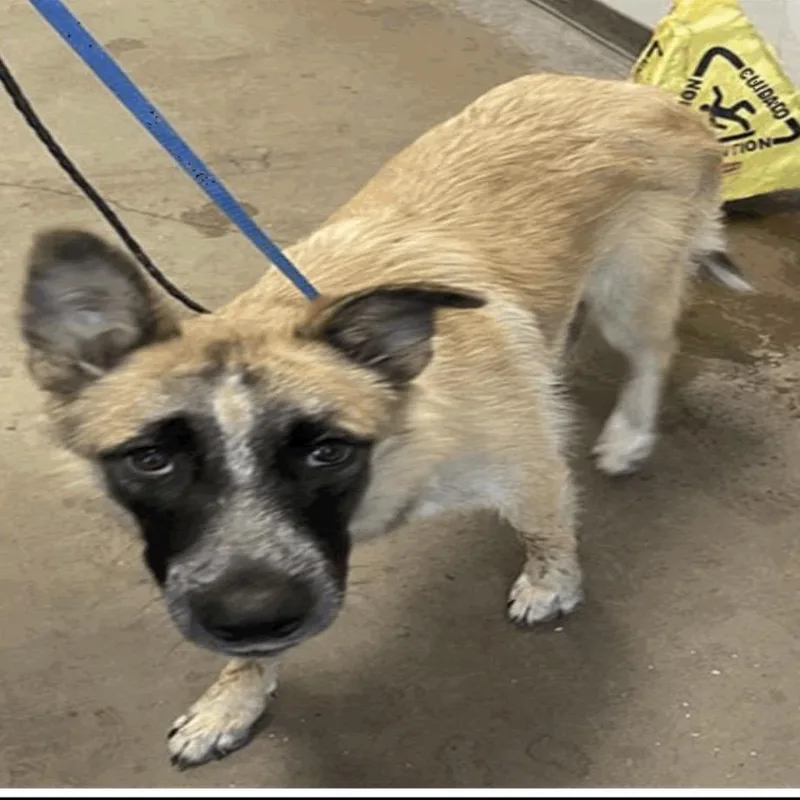 A young medium-sized female Mixed Breed dog named Diamond for adoption in Pasadena , MD