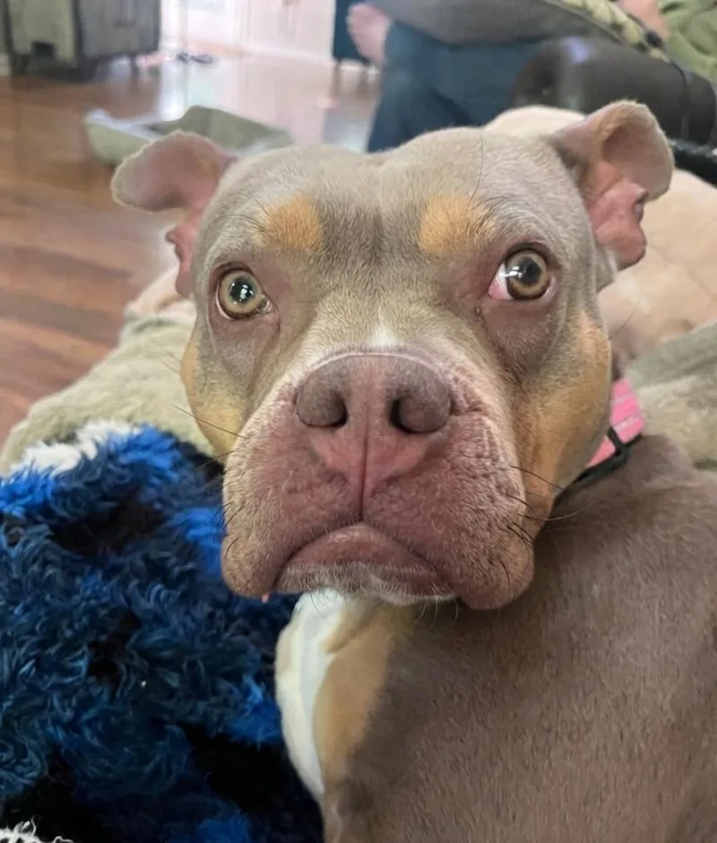 An adult medium-sized female Tricolor (Brown, Black, & White) Bulldog dog named Rosalina for adoption in Roswell, GA