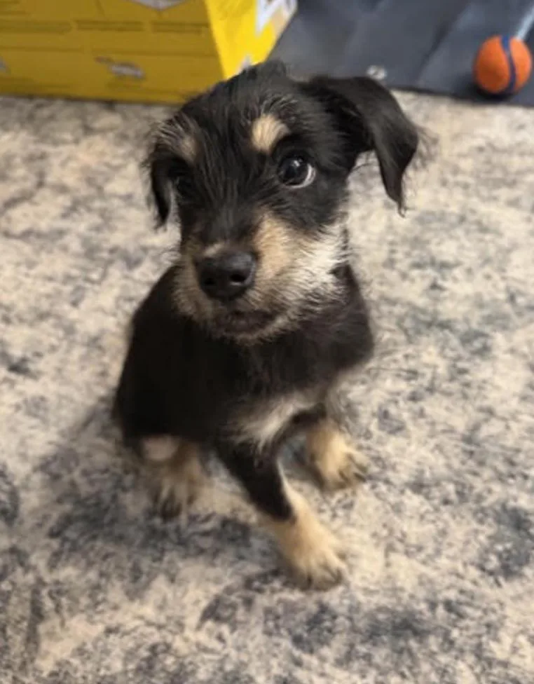 Chewy