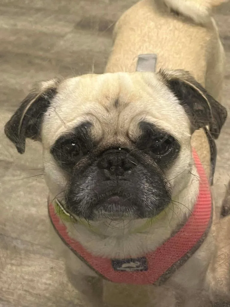 A young small-sized female Pug dog named Bella Pug for adoption in Lake Forest, CA