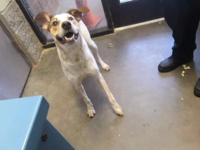 A young medium-sized male Australian Cattle Dog / Blue Heeler dog named Draco for adoption in Tulsa, OK