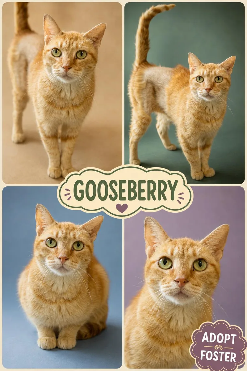A young medium-sized female Tabby (Orange / Red) Tabby cat named GooseberryC for adoption in Greenville, DE