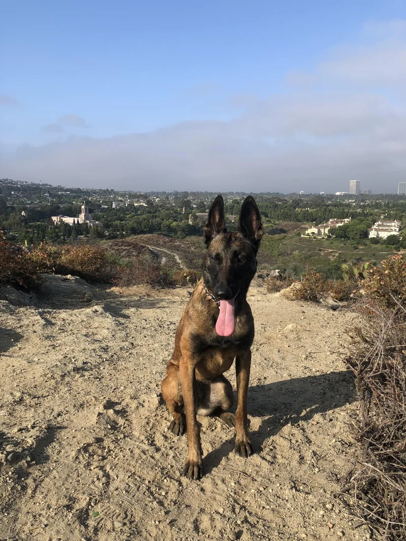 An adult medium-sized female Belgian Shepherd / Malinois dog named Raya for adoption in Vancouver, WA