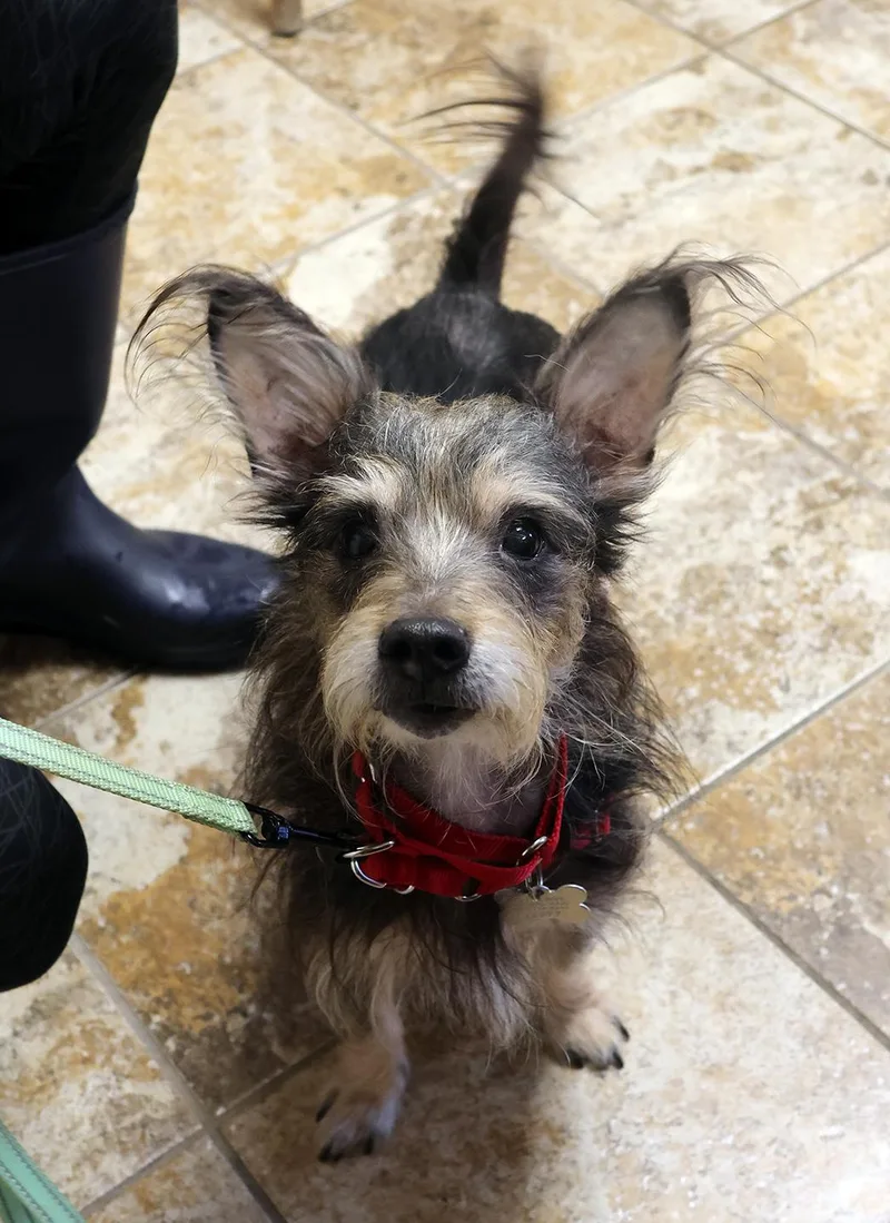 An adult small-sized male Yorkshire Terrier dog named Jack for adoption in Harrison, NY