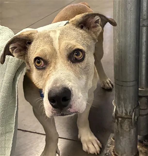 A young large-sized male Pit Bull Terrier dog named Forest for adoption in Phoenix, AZ