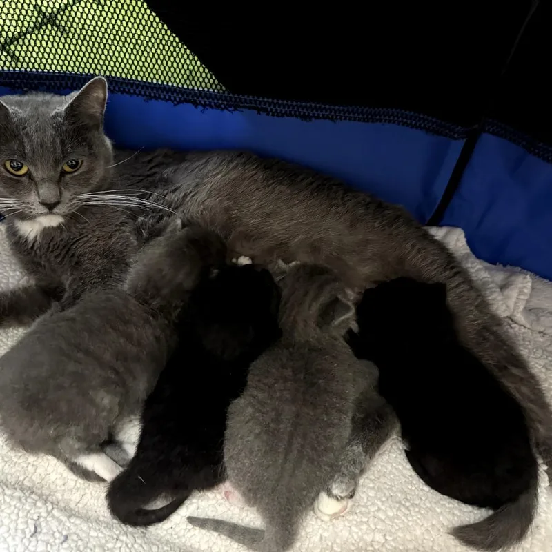 A baby small-sized male Black Domestic Short Hair cat named Dumpling for adoption in San Jacinto, CA