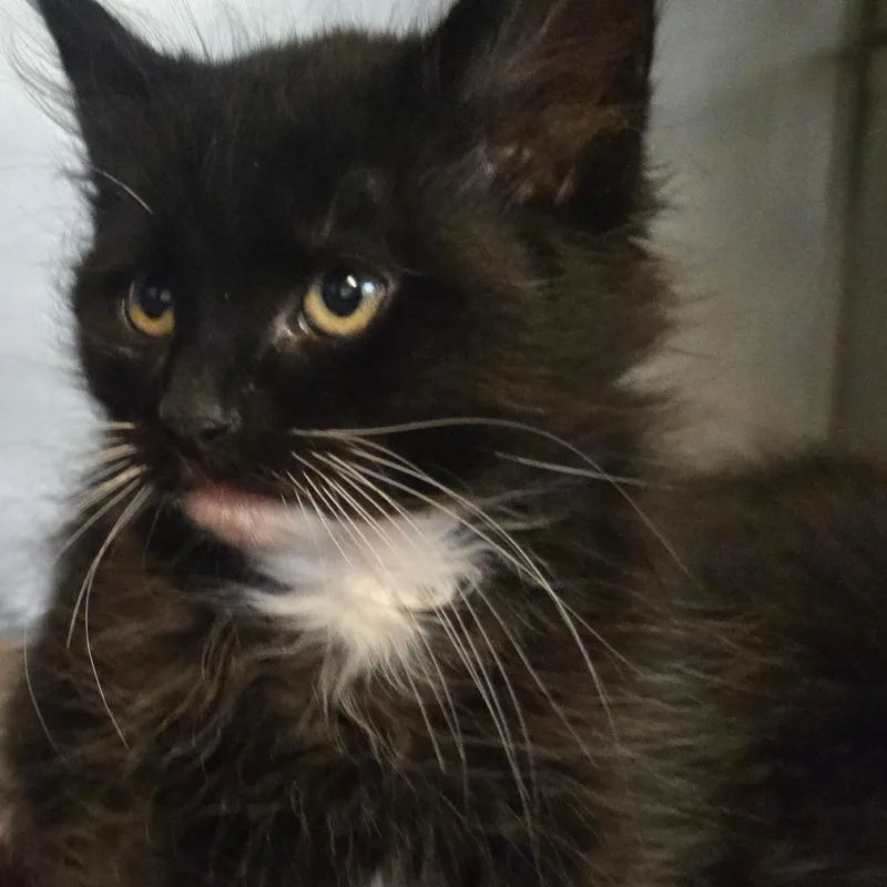 Dumpling thumbnail 3